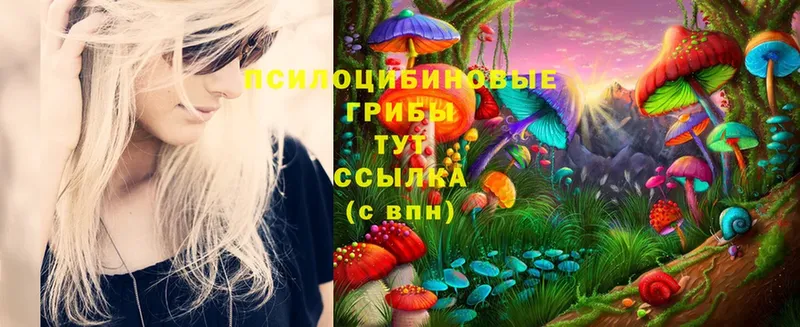 Псилоцибиновые грибы Psilocybine cubensis  Тосно 